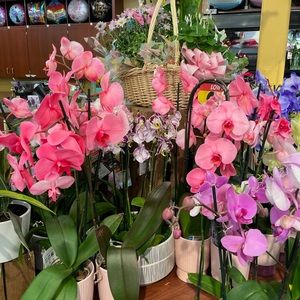 Meet your Posher, Rafaela